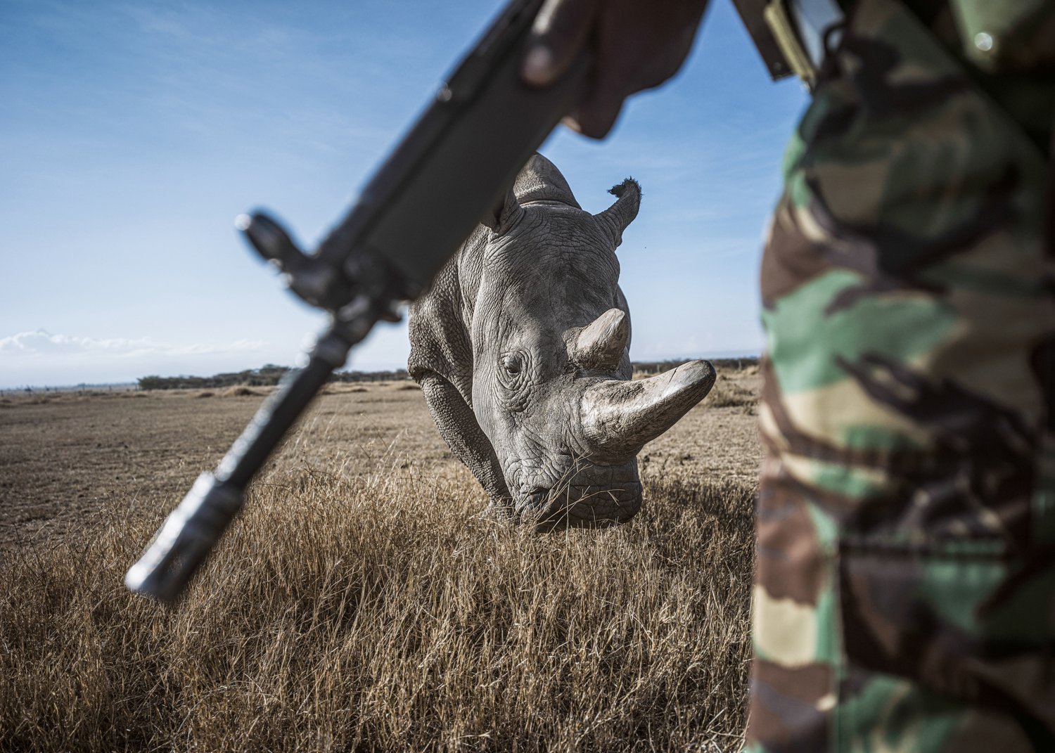 A northern white rhino grazes behind the rifle and arm of an armed guard.