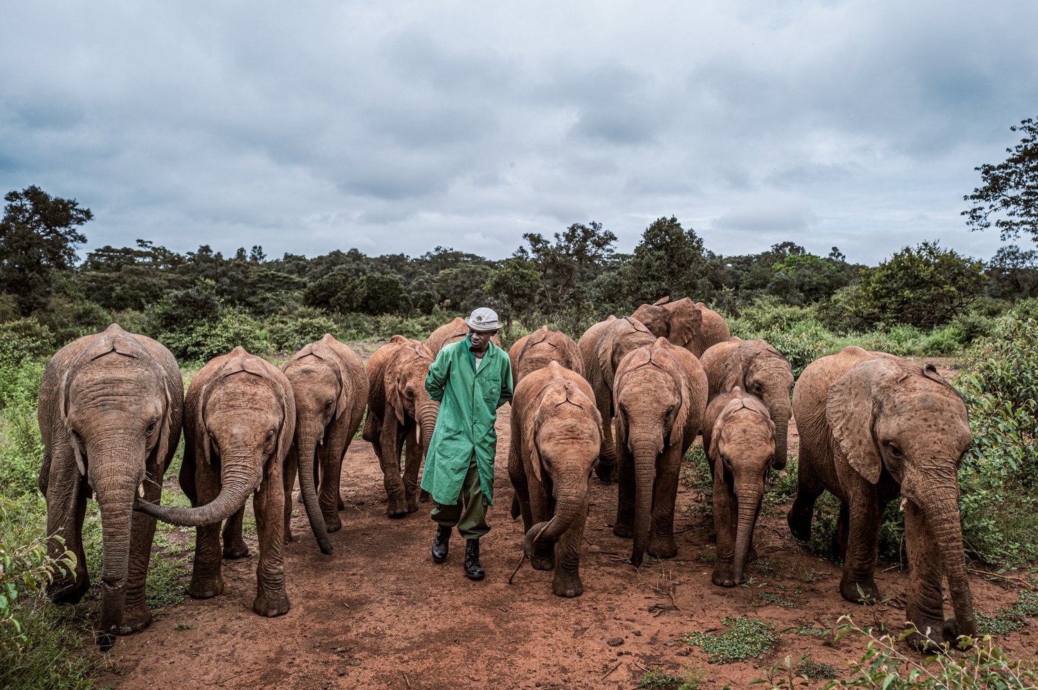 A keeper in a green coat walks along a dirt path flanked by a dozen young orphaned elephants.