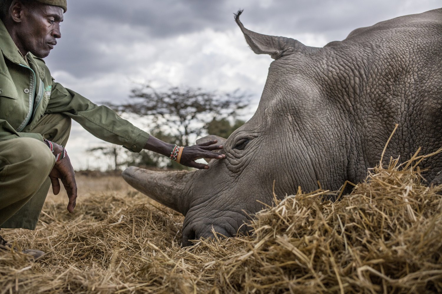 A ranger crouches on straw and rests his hand on the head of a northern white rhino lying down.