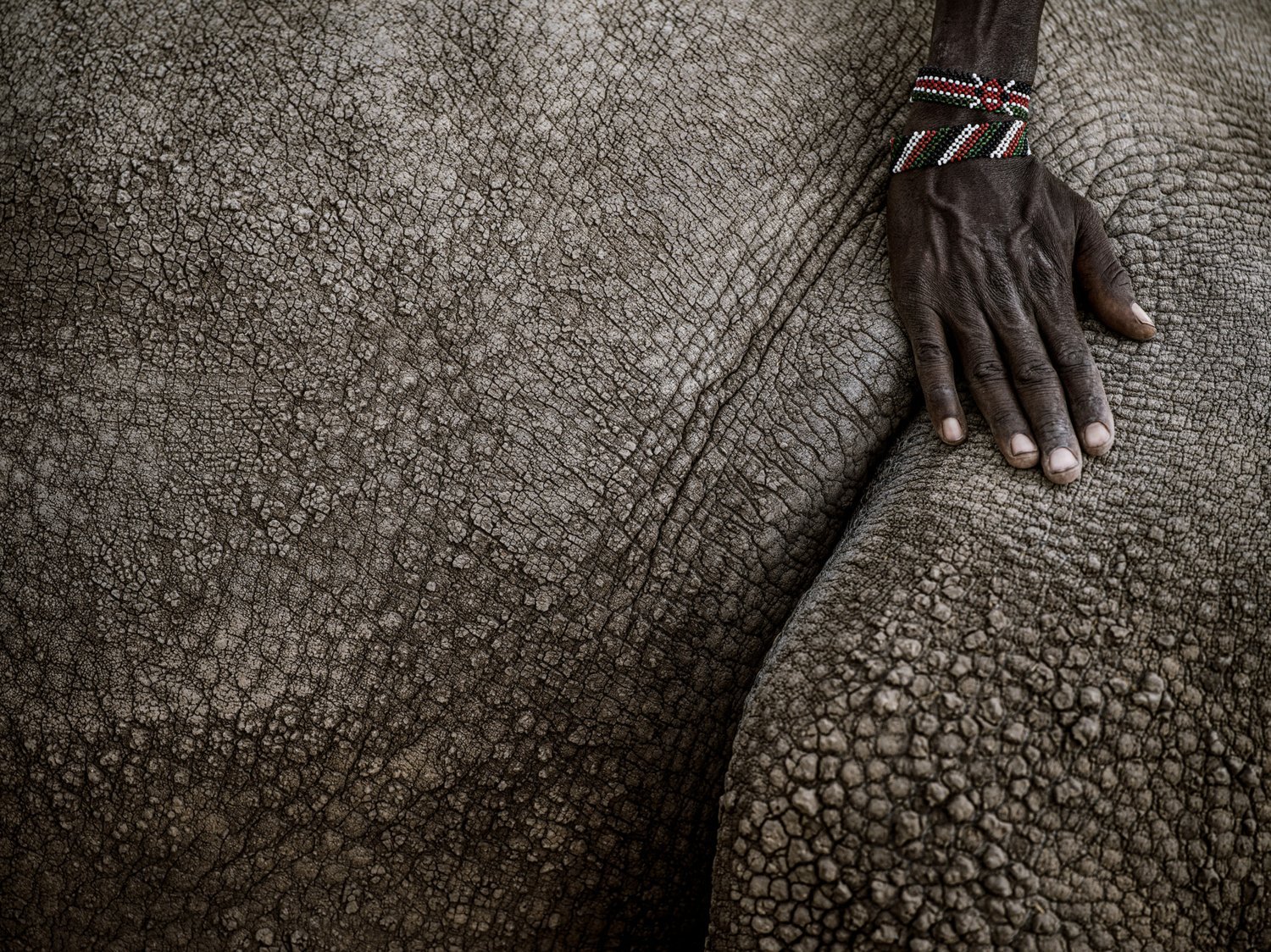 A hand wearing beaded bracelets rests on the thick folded hide of a rhino.