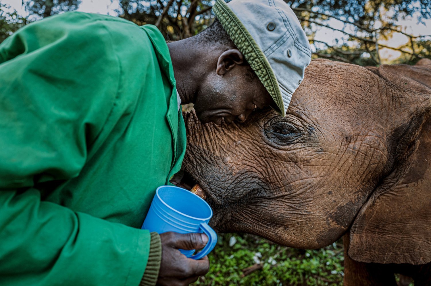 A keeper presses his forehead against a young elephant's head while holding a blue feeding cup.