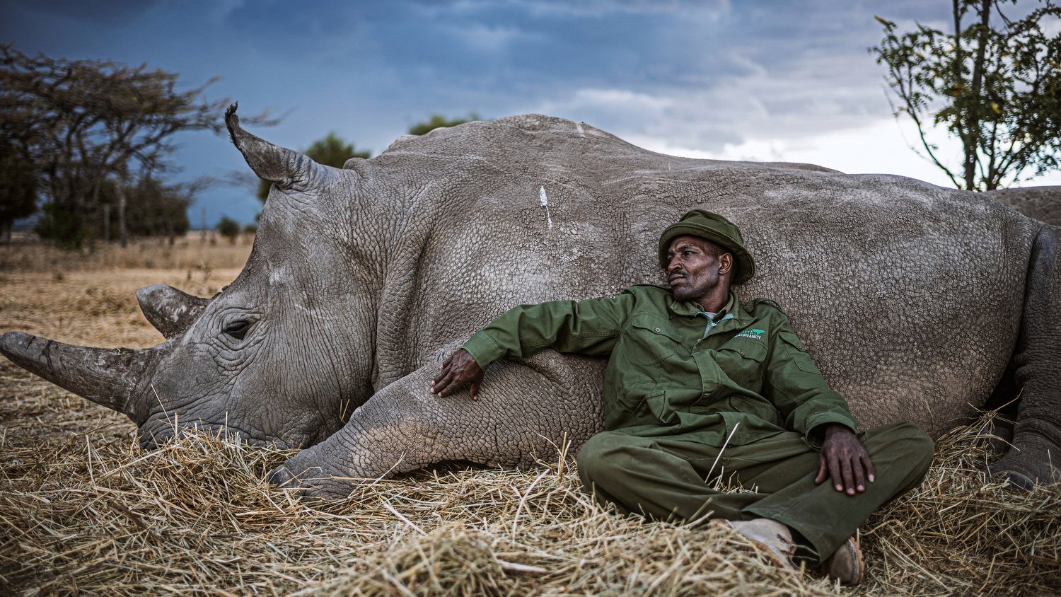 A ranger in a green uniform and bush hat sits against a resting northern white rhino on a bed of straw under a stormy sky.