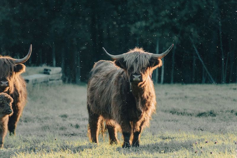 A Private Encounter With Highland Cattle in the Shadow of a Scottish Castle