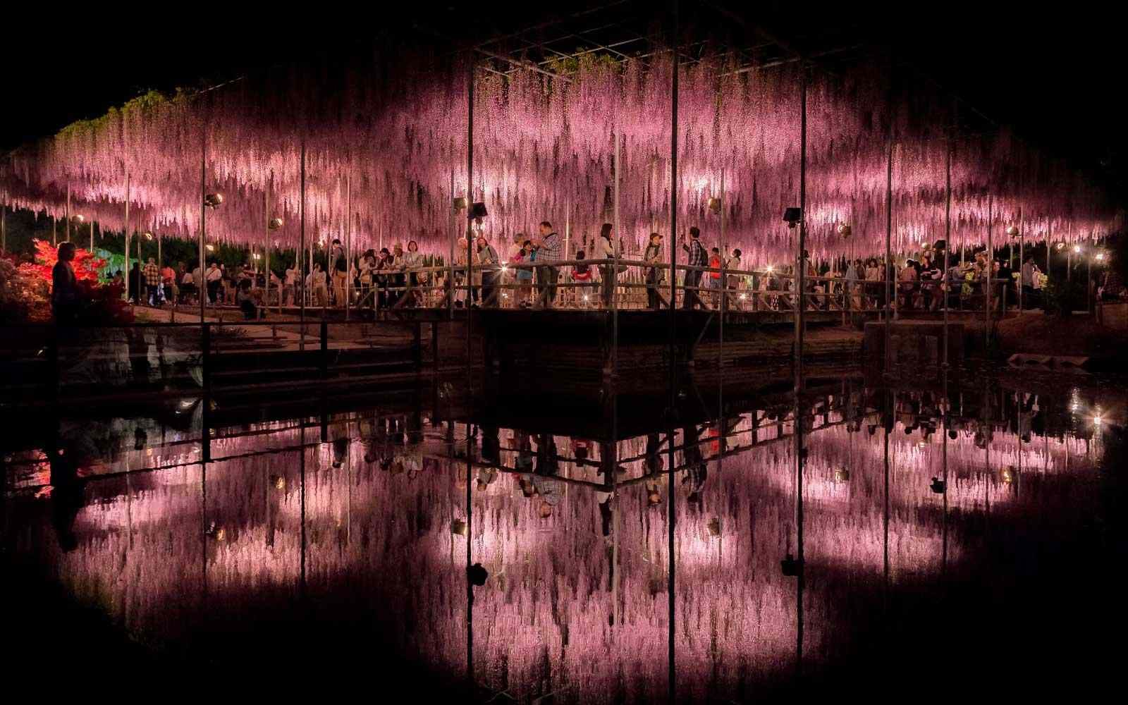 Wisteria Season Rewrites Japan's Spring Calendar