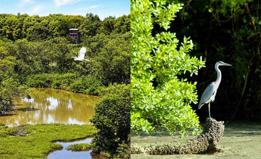 How a Day of Birdwatching Changed the Way I Think About Travel