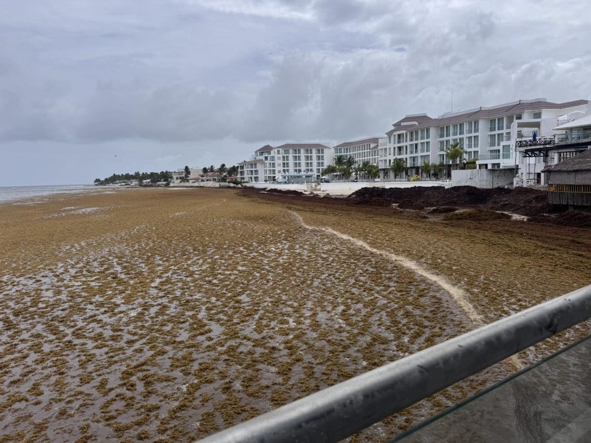 Caribbean Seaweed Blooms Force Mexico to Deploy Emergency Cleanup Fleet