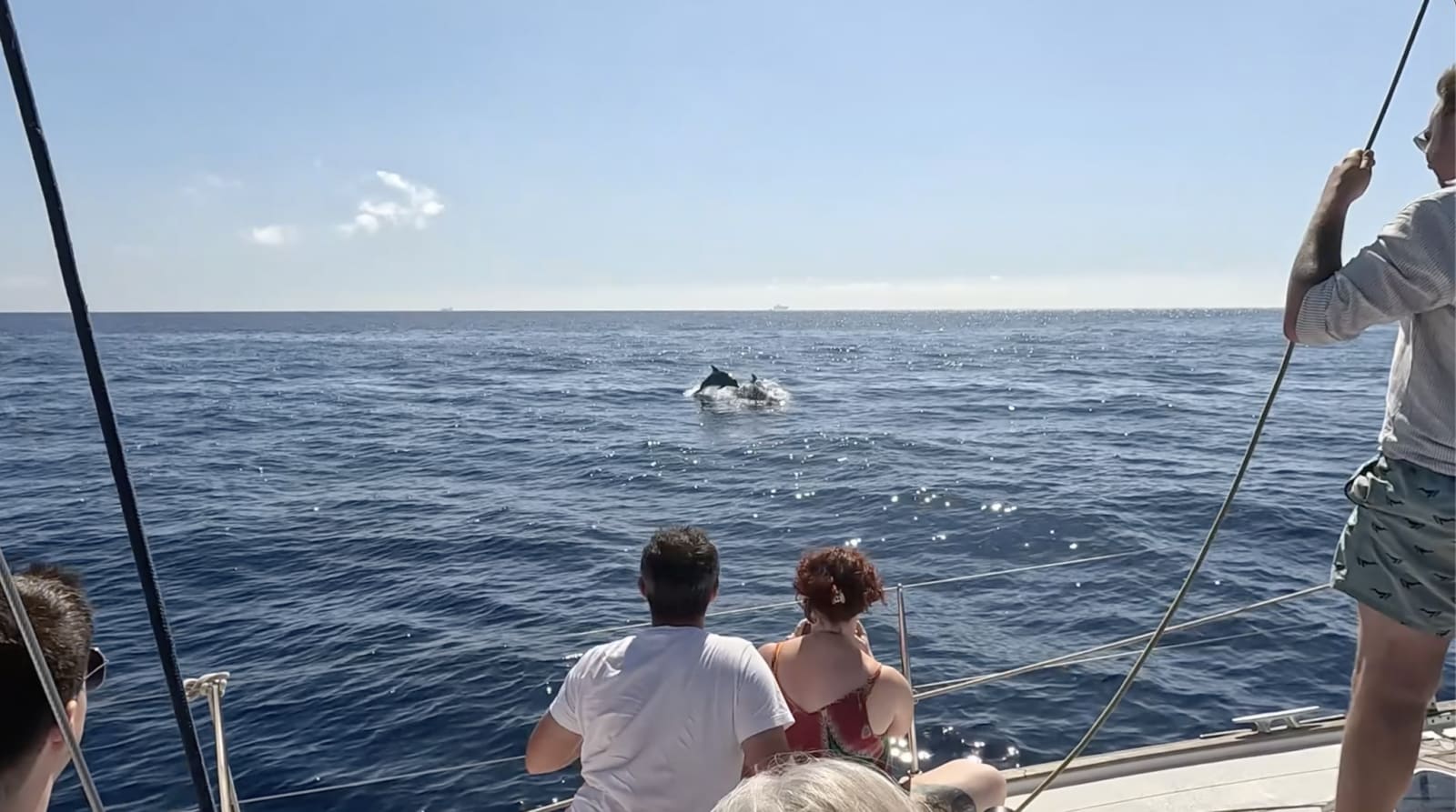 A Marine Biologist's Quiet Campaign to Rethink Dolphin Tourism in Malta