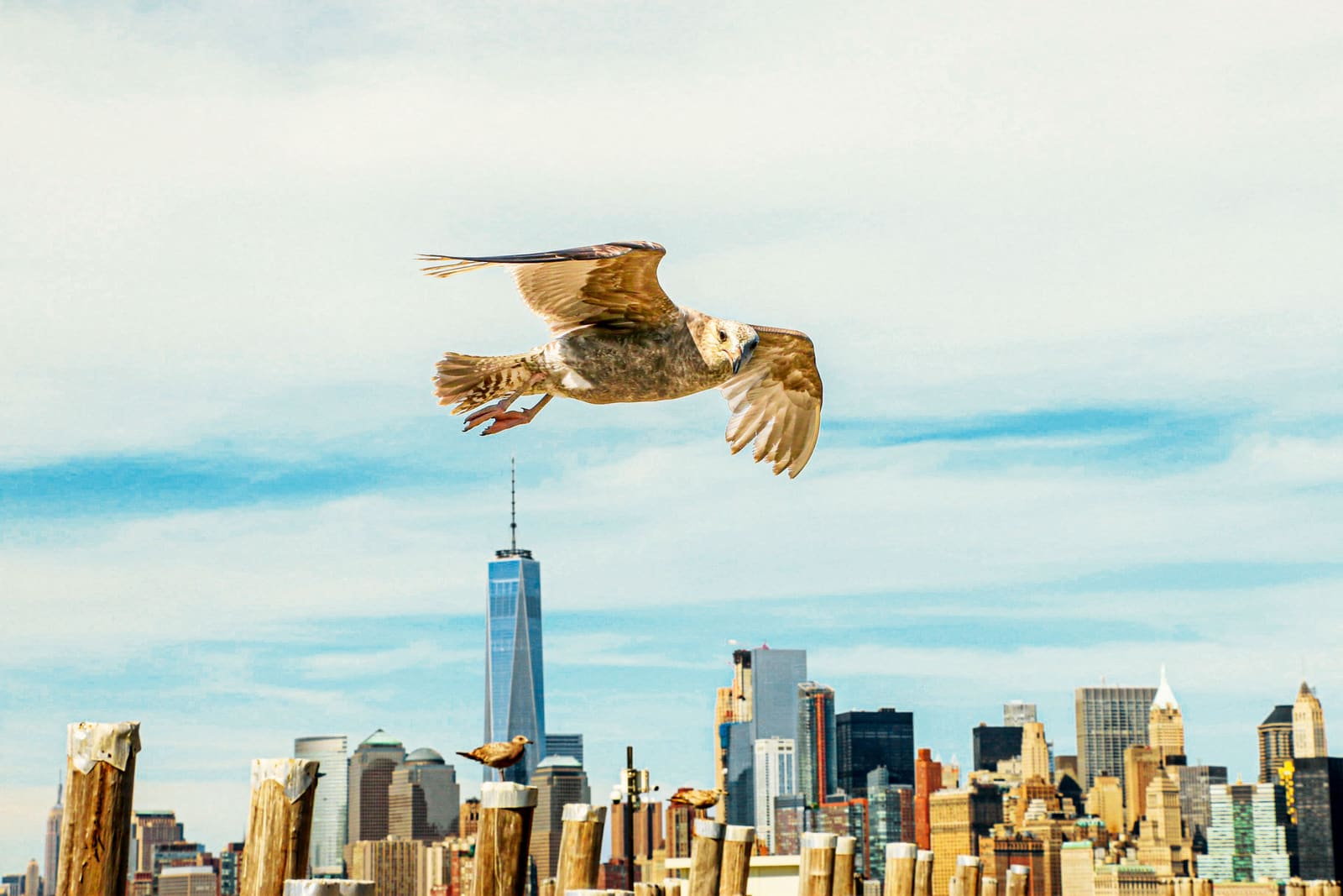 New York City's Birding Scene Is Thriving in Unexpected Places