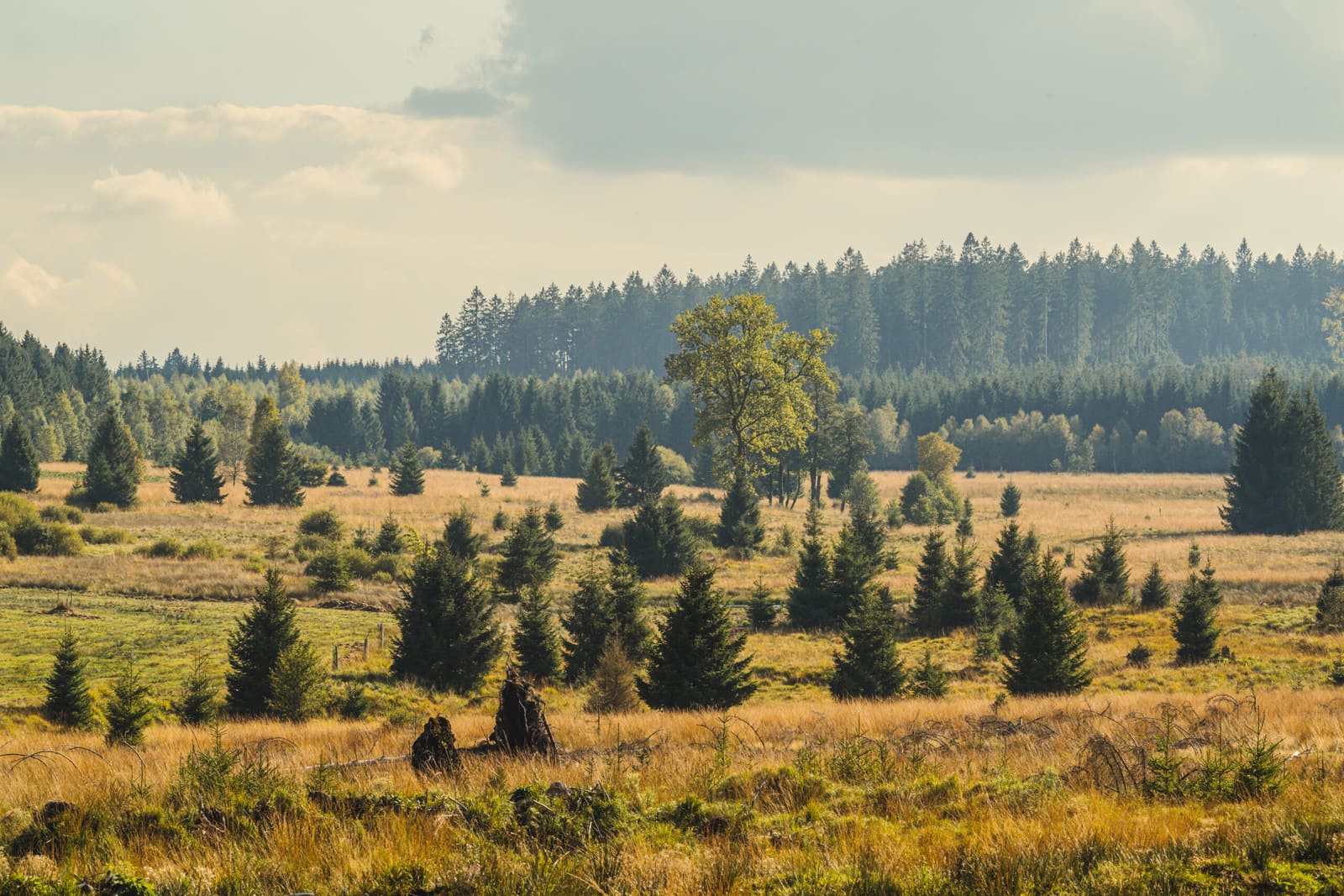A Peatland Above Spa Holds the Secret to Belgium's Most Famous Water