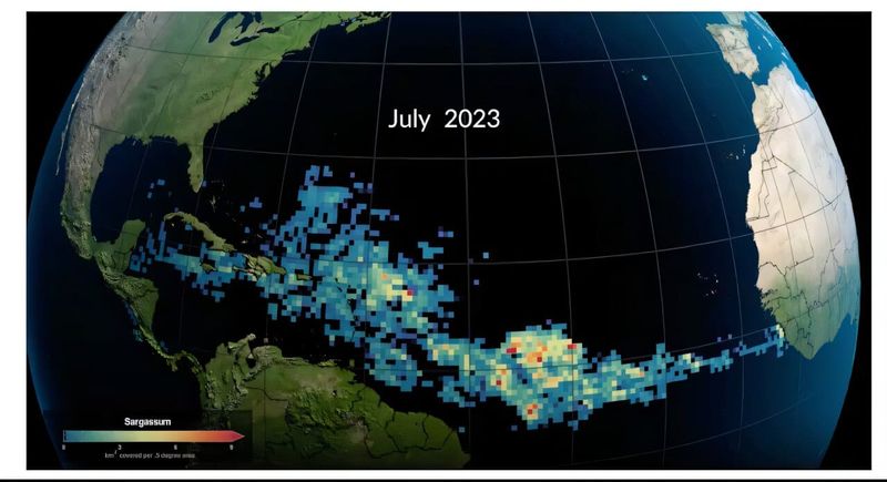 Why Caribbean Beaches Are Filling With Seaweed