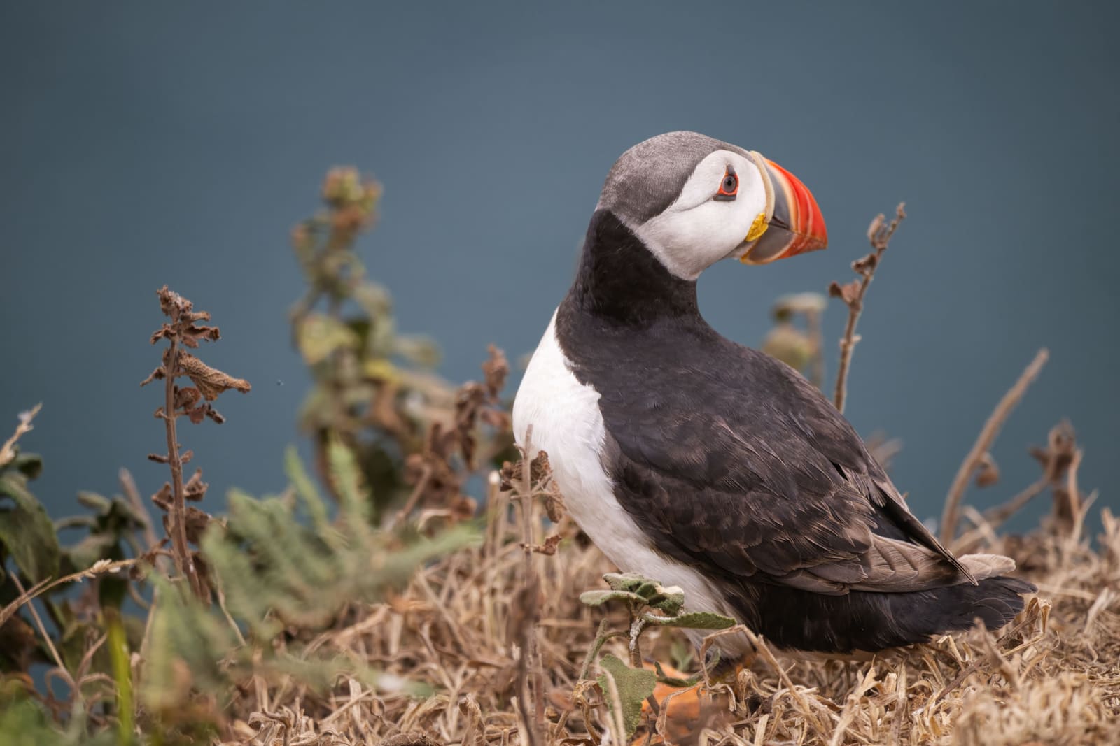 Wildlife Photography on Remote Islands Is Rarely Simple