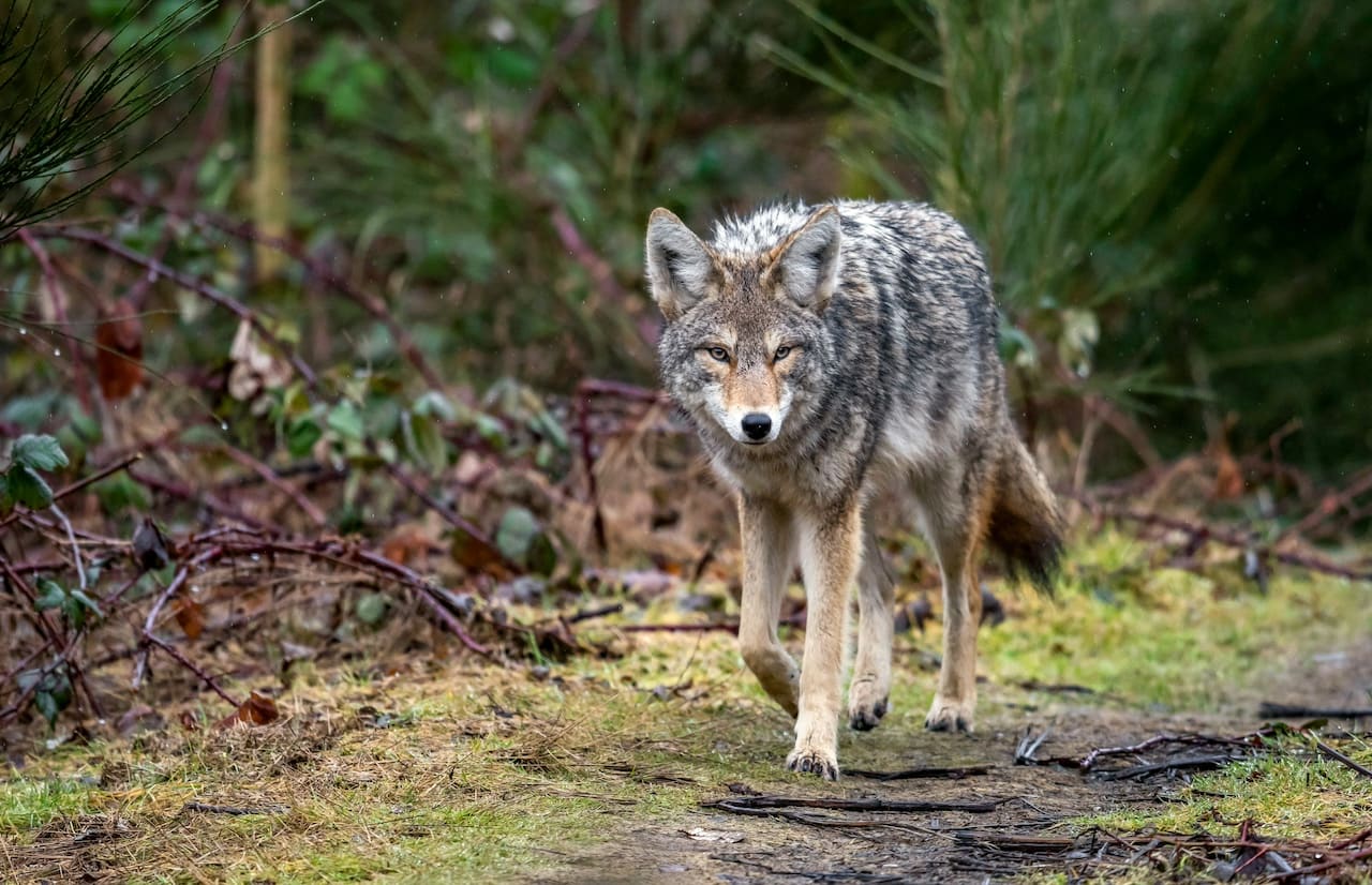 Young Wolves in Western Denmark Prompt New Safety Guidance for Visitors